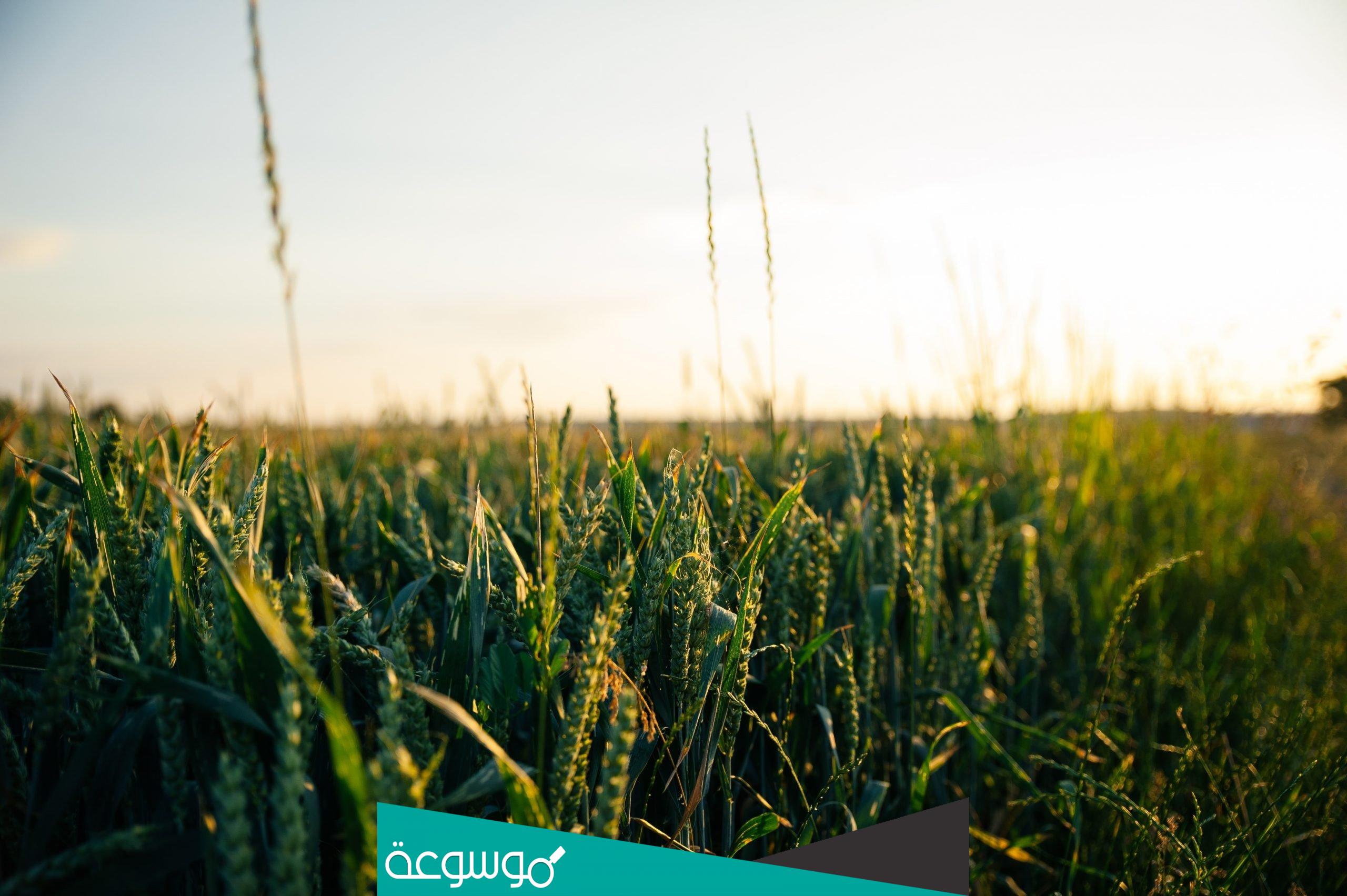 اهم المحاصيل الزراعية في القصيم