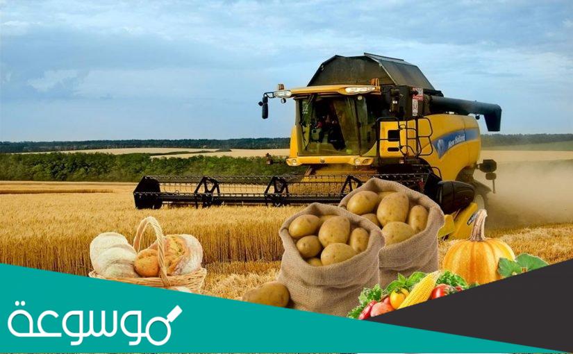 اهم المحاصيل الزراعية في المملكة العربية السعودية