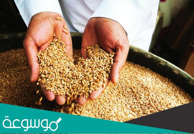 اهم المحاصيل الزراعية في نجران