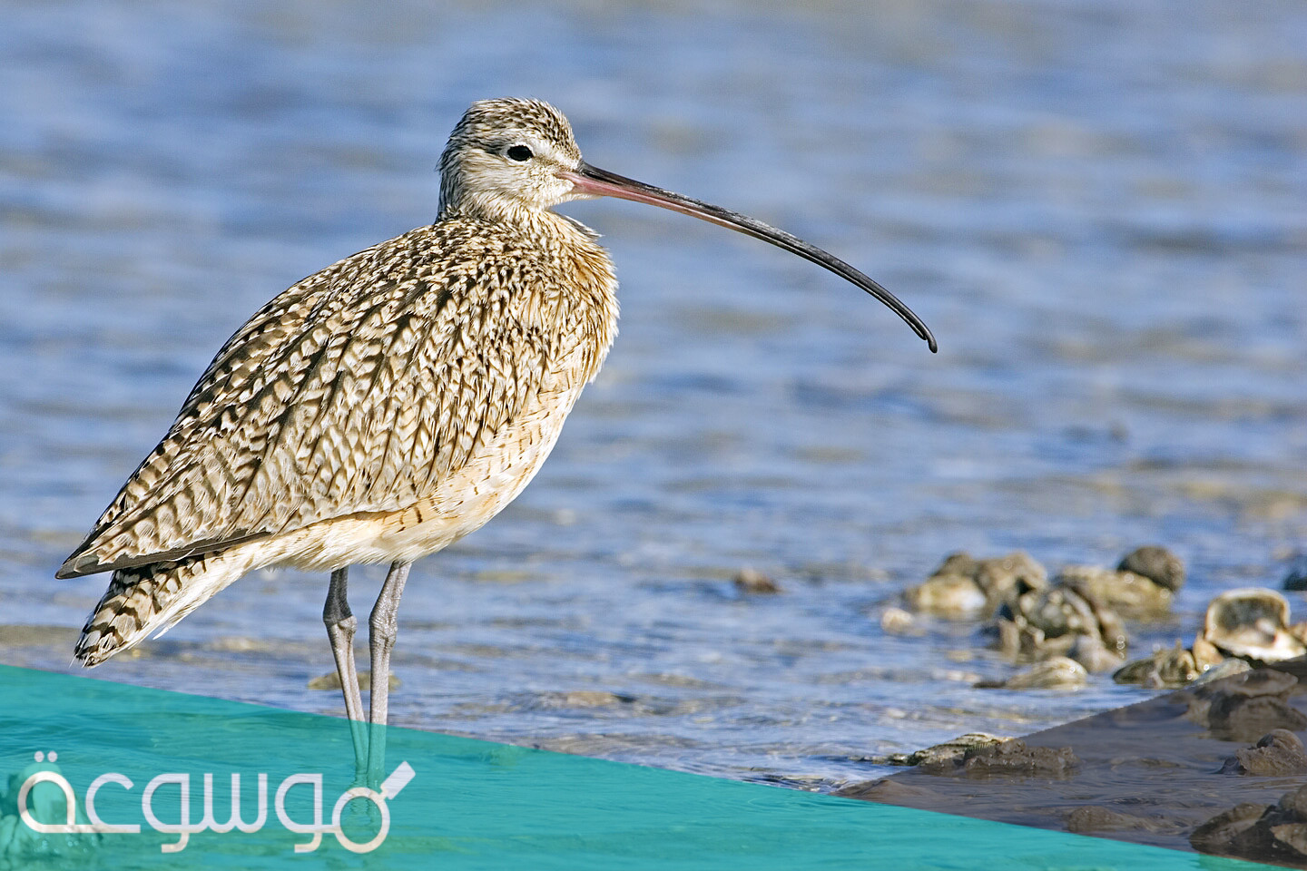 اين يعيش طائر الكروان