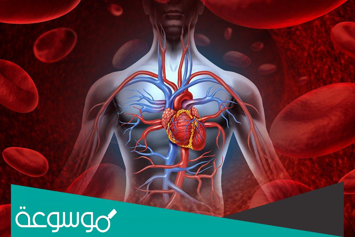 بحث عن الجهاز الهضمي ووظائفه