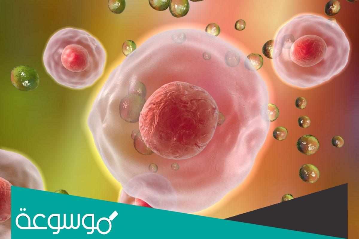 بحث عن الطاقة الخلوية والتنفس الهوائي واللاهوائي