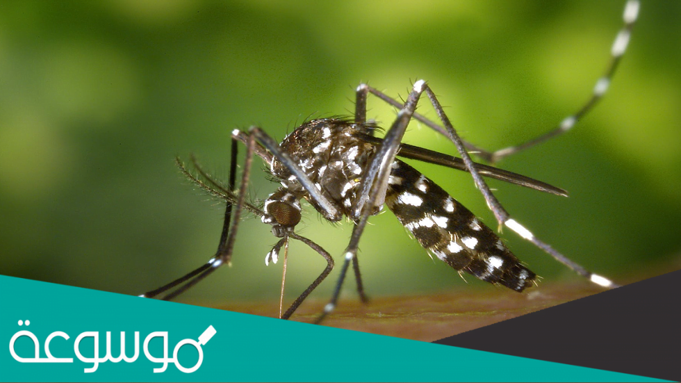 بحث عن الملاريا‎ شامل