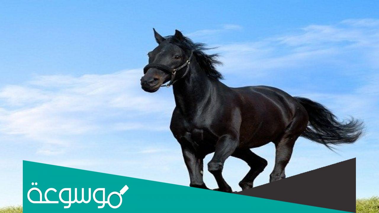 بحث عن صفات الخيول العربية الأصيلة