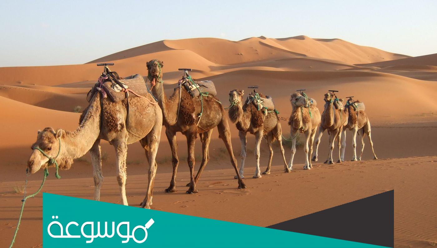 تأثير الاقتصاد في شبه الجزيرة العربية بغياب الدولة المفككة