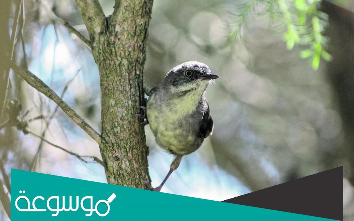 تأثير تغير المناخ على بعض الحيوانات