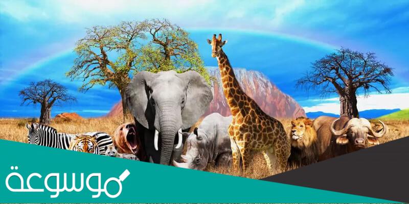 تطور الثدييات الأولي … ما الذي يميز الثدييات ؟