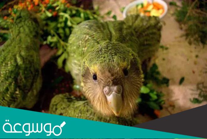 تغريد الطيور يحميها من الانقراض