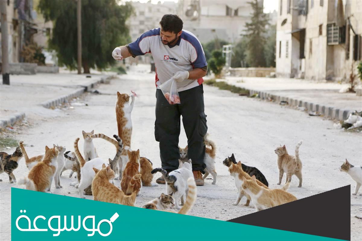 تفسير اطعام قطة جائعة في المنام لابن سيرين في الخير والشر