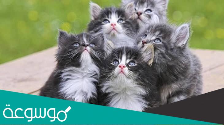 تفسير القطط في المنام للامام الصادق