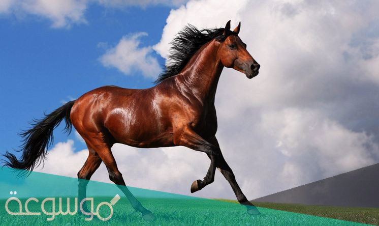 تفسير حلم رؤية حدوة الحصان في المنام