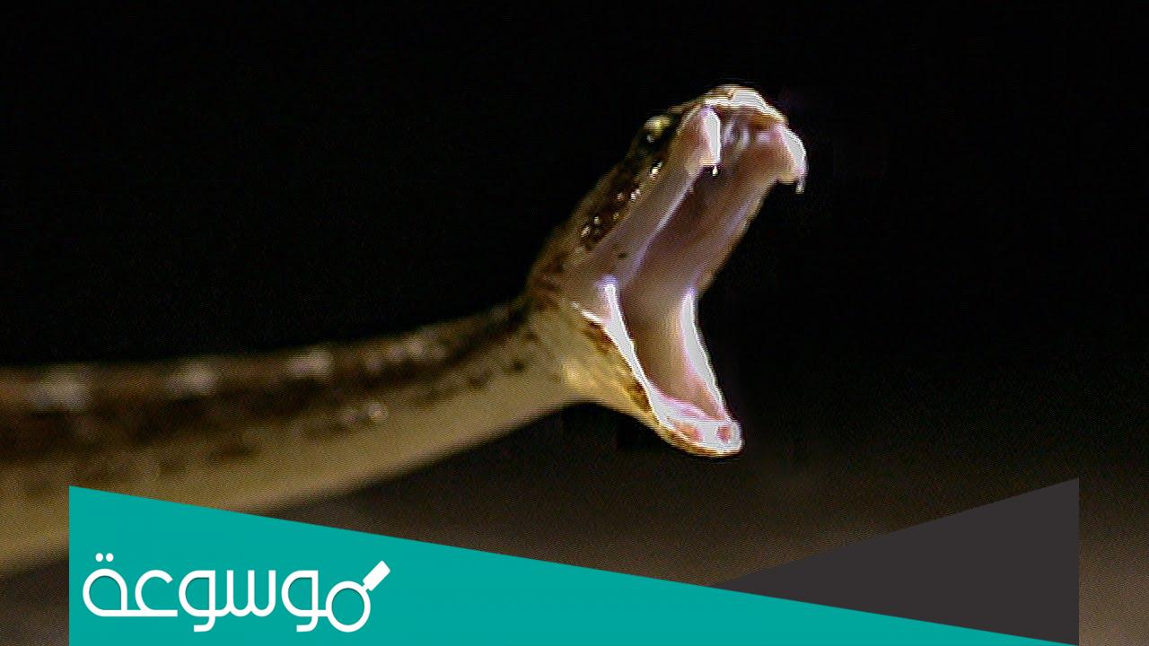 تفسير رؤية الثعابين في المنام حسب تفسير ابن سيرين