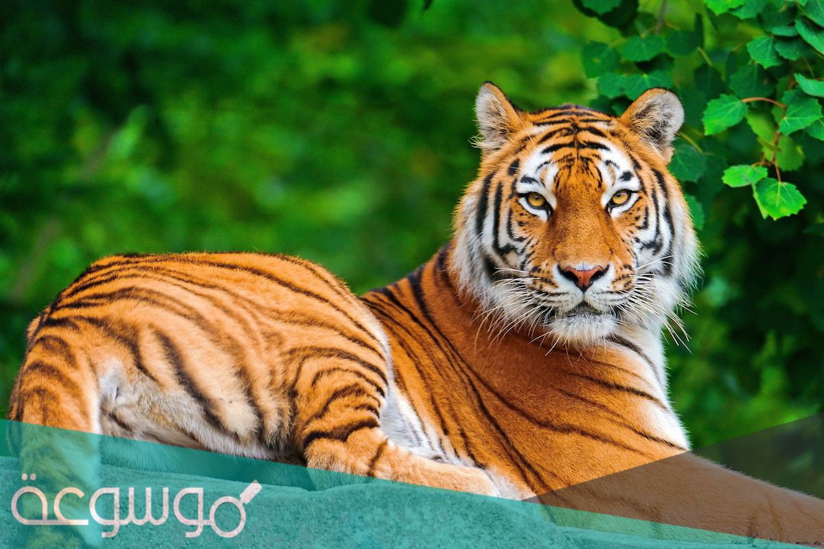 رؤية النمر في المنام بمختلف الحالات