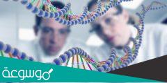 تقرير عن اكتشاف تحليل حمض DNA