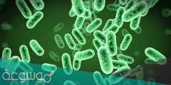 تقرير عن البكتيريا وأنواعها وأضرارها