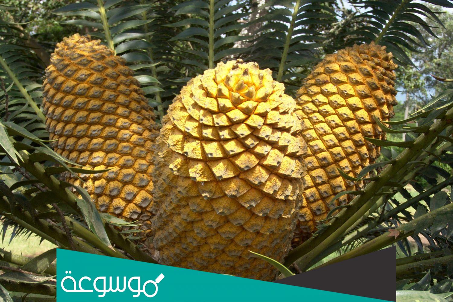 جدول المقارنة بين كاسيات البذور وعاريات البذور