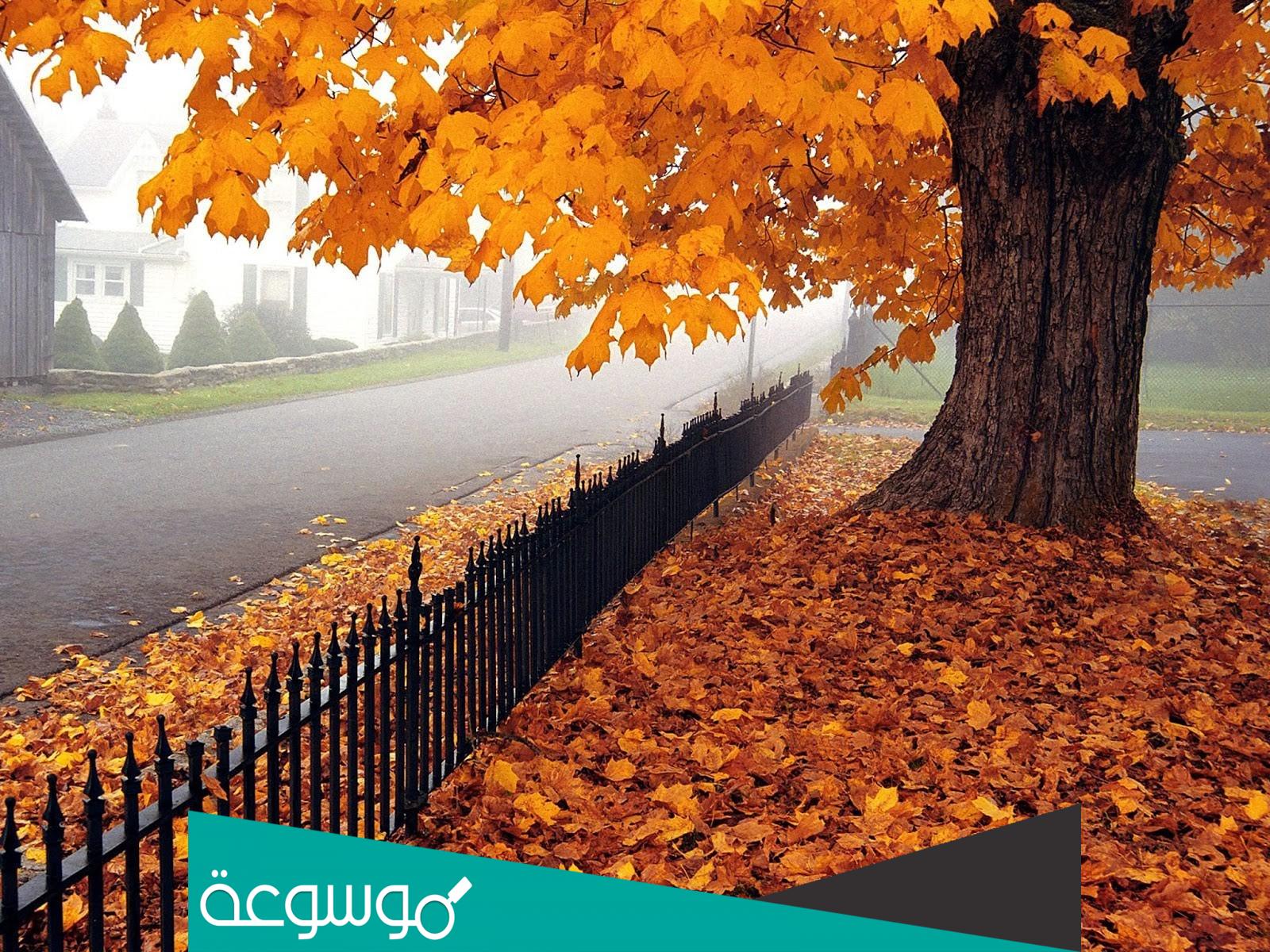 جمل عن فصل الخريف بالانجليزي والفرنسي مترجمة