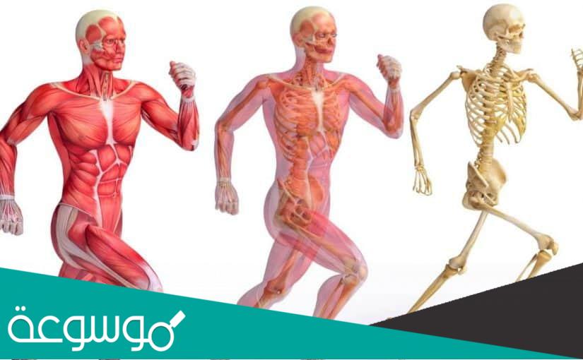 شرح الجهاز الهيكلي في الانسان بالتفصيل