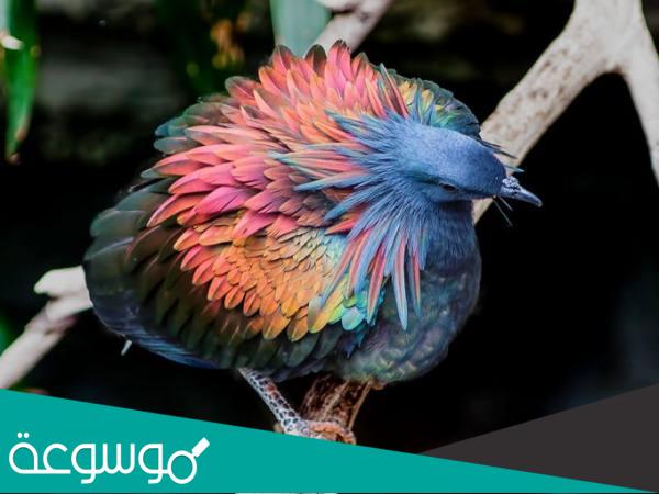 حمام نيكوبار أجمل الطيور في العالم