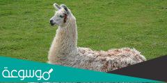 حيوان اللاما وفوائده للإنسان