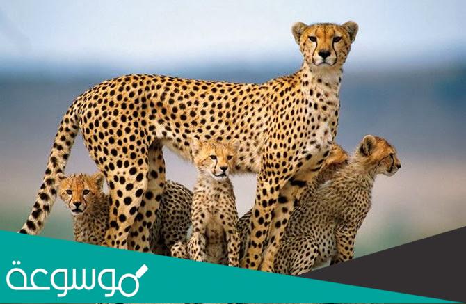 خصائص الكائنات الحية ووظائفها الحيوية وتفاعلاتها مع البيئة