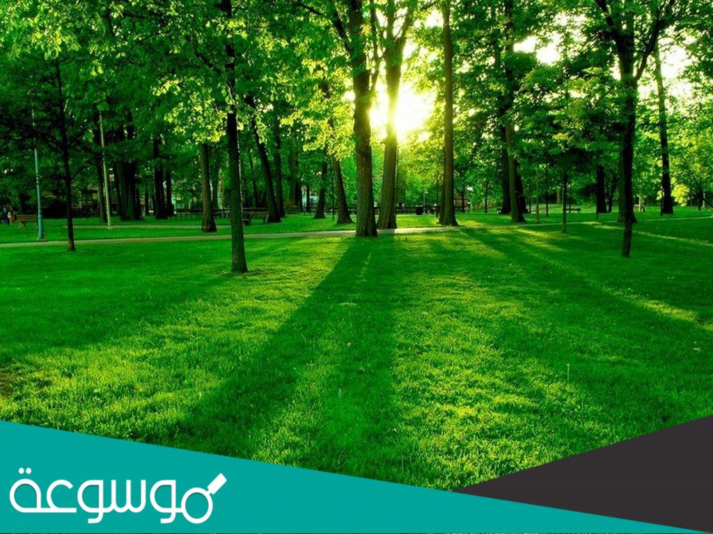 دراسة تؤكد أن التعرض للمساحات الخضراء يزيد من نمو الدماغ