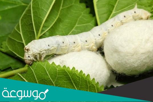 دورة حياة دودة القز و تكاثرها