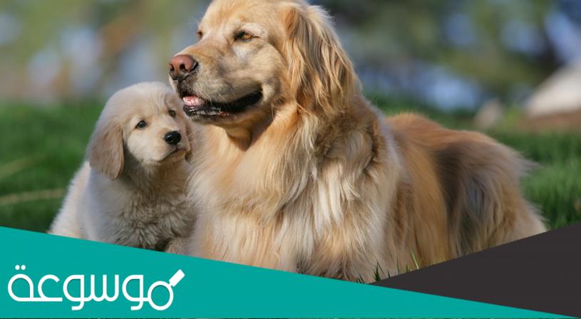 رؤية الكلاب الاليفة في المنام للعزباء و المتزوجة