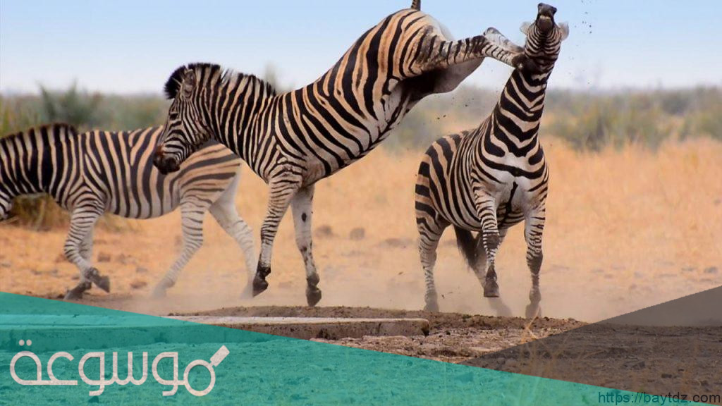 سلوك التعود عند الحيوان