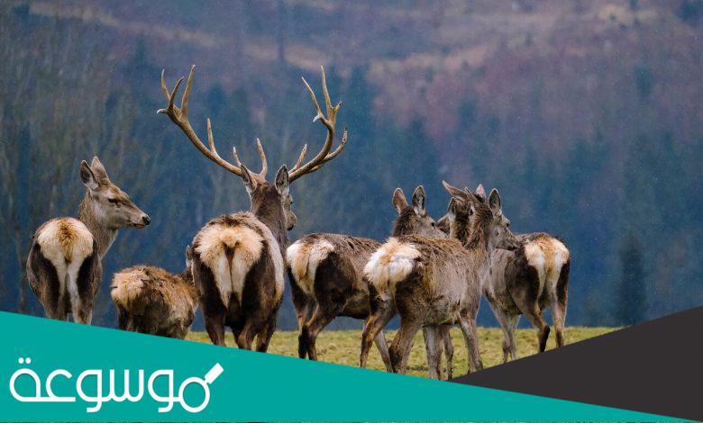 سلوك الحضانه عند الحيوانات