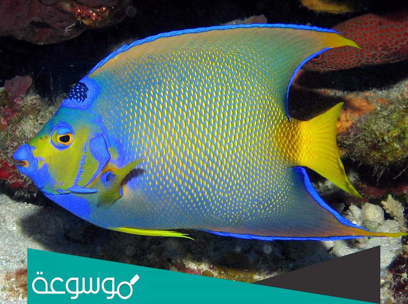 سمكة ملائكية المياه العذبة