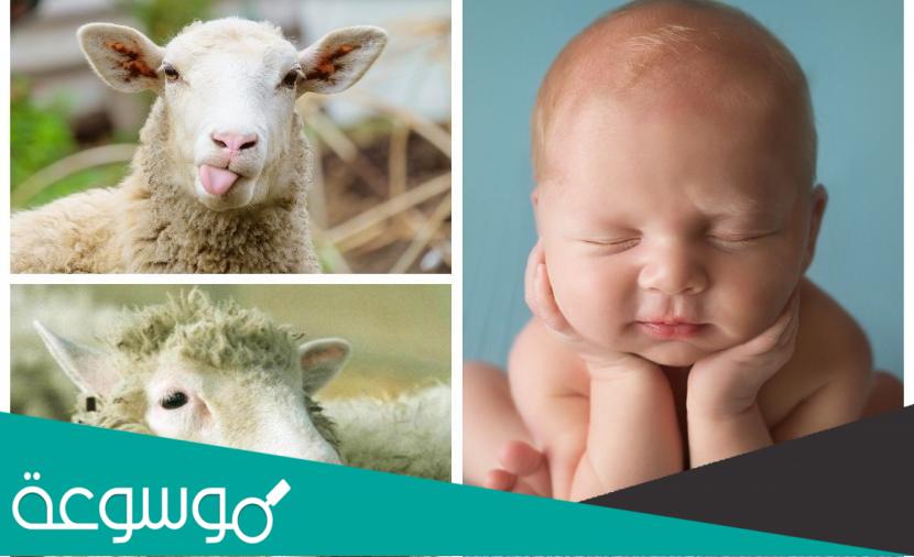 شروط العقيقة في الأسلام