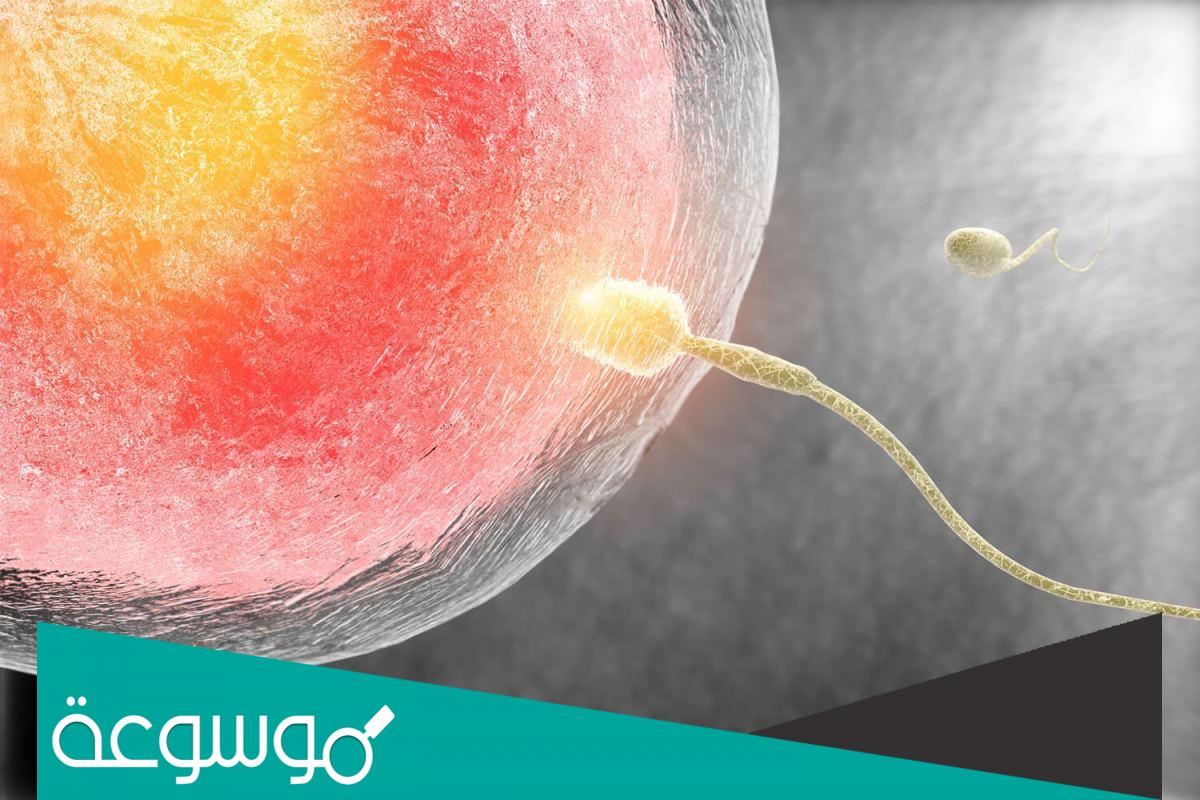 شكل الافرازات بعد تلقيح البويضة