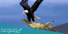 كيف ينقض النسر على فريسته