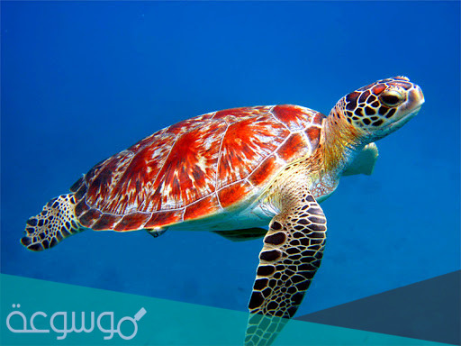 طرق التنفس عند الحيوانات