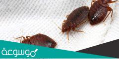 طرق القضاء على العث في البيت