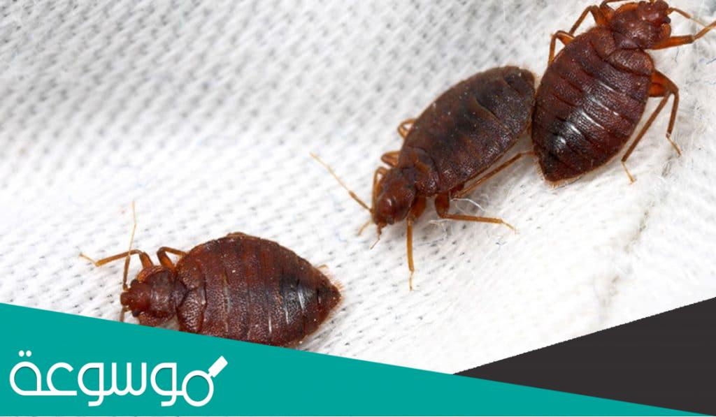 طرق القضاء على العث في البيت