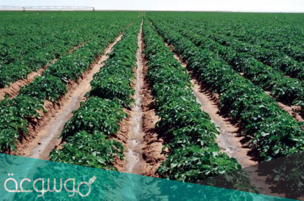 طريقة استخدام المحلول العضوي المغذي للنباتات