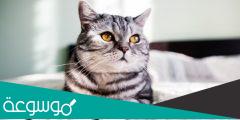 طريقة التخلص من رائحة فضلات القطط في المكان