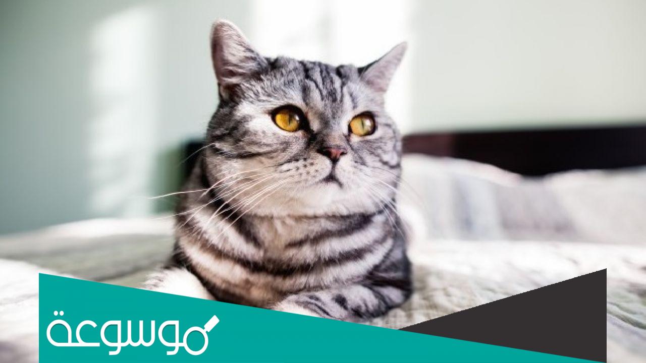 طريقة التخلص من رائحة فضلات القطط في المكان