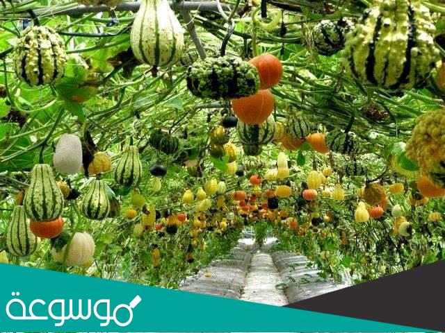 طريقة الزراعة في اسطح المنازل بدون تربة