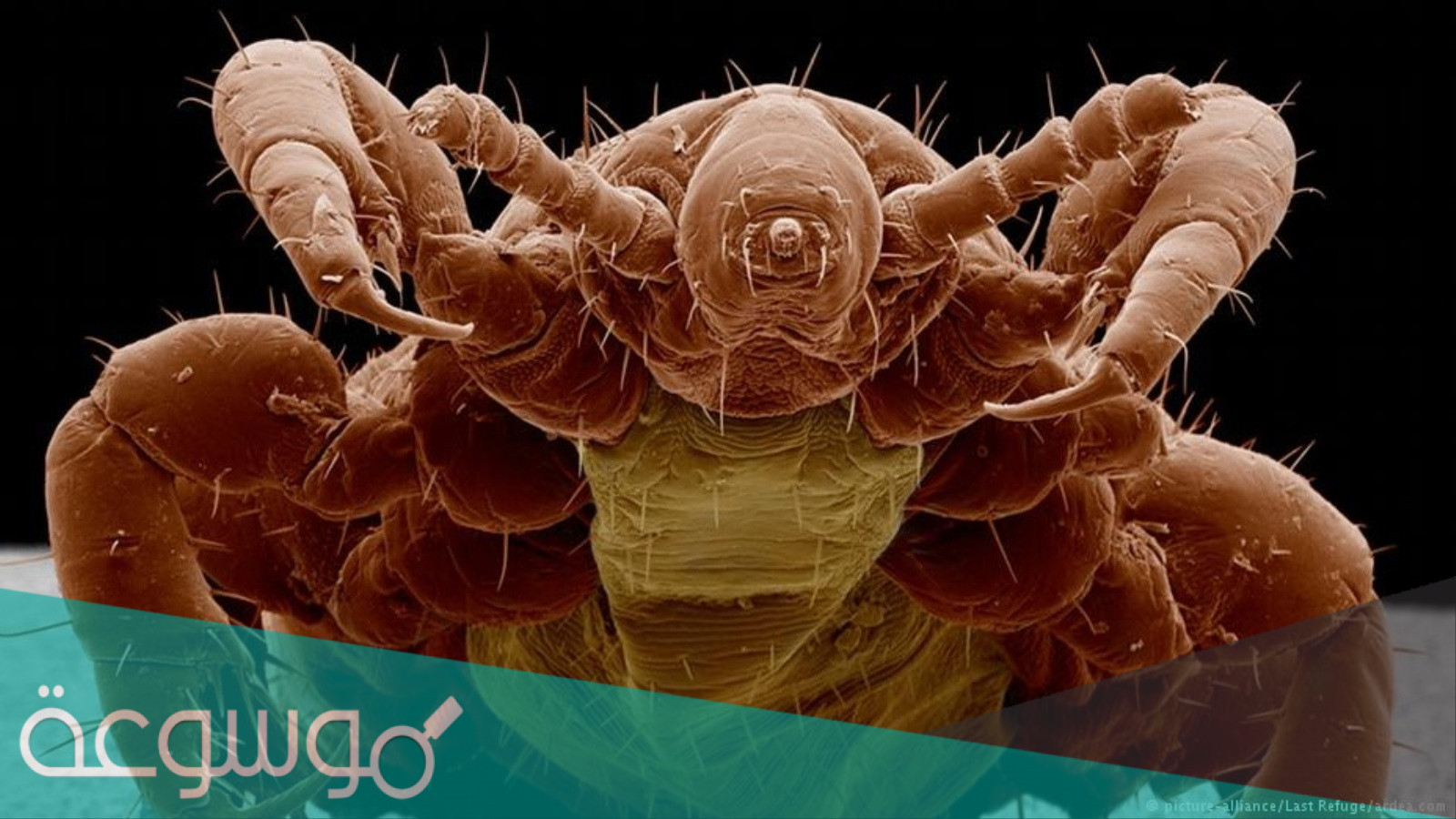 طريقة القضاء على الآفات الخارقة