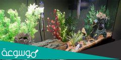 طريقة تنظيف حوض السمك وتغيير الماء