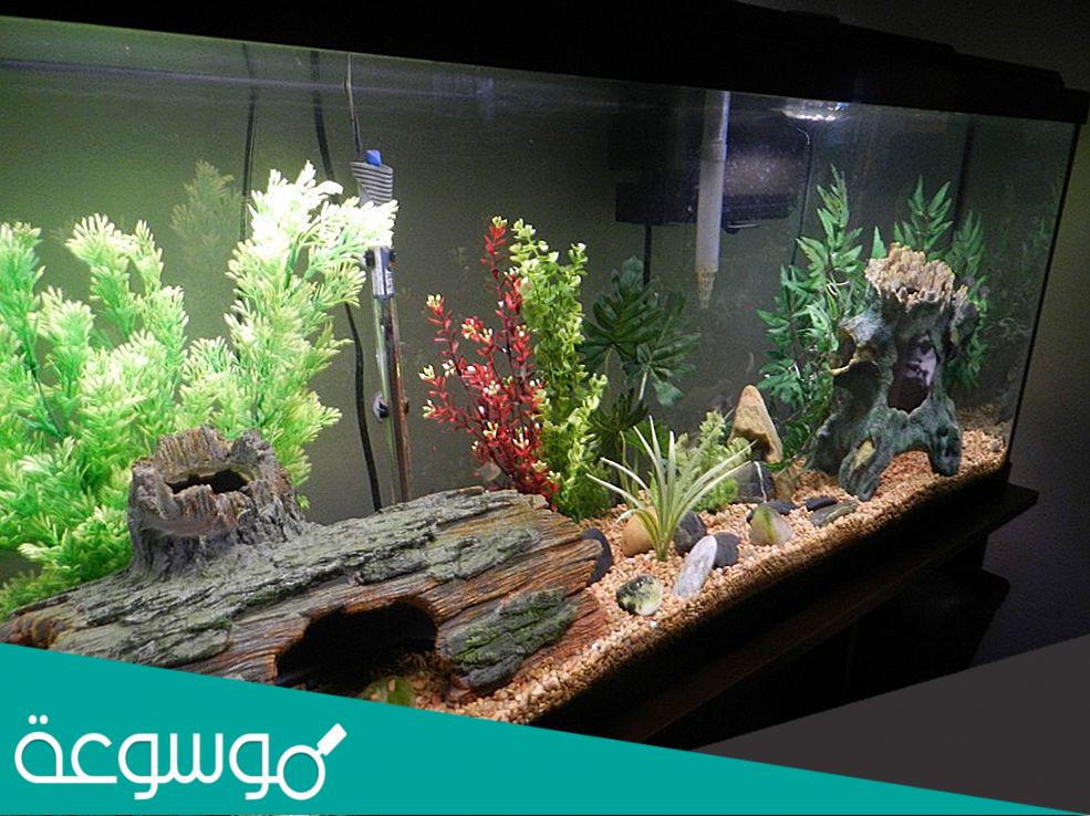 طريقة تنظيف حوض السمك وتغيير الماء