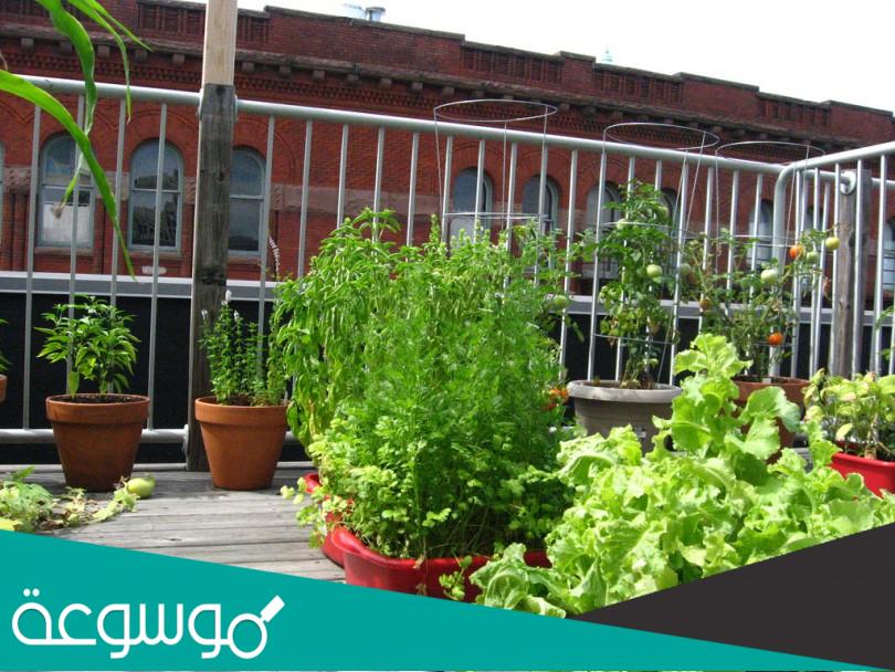 طريقة زراعة الورد تحت الأغطية