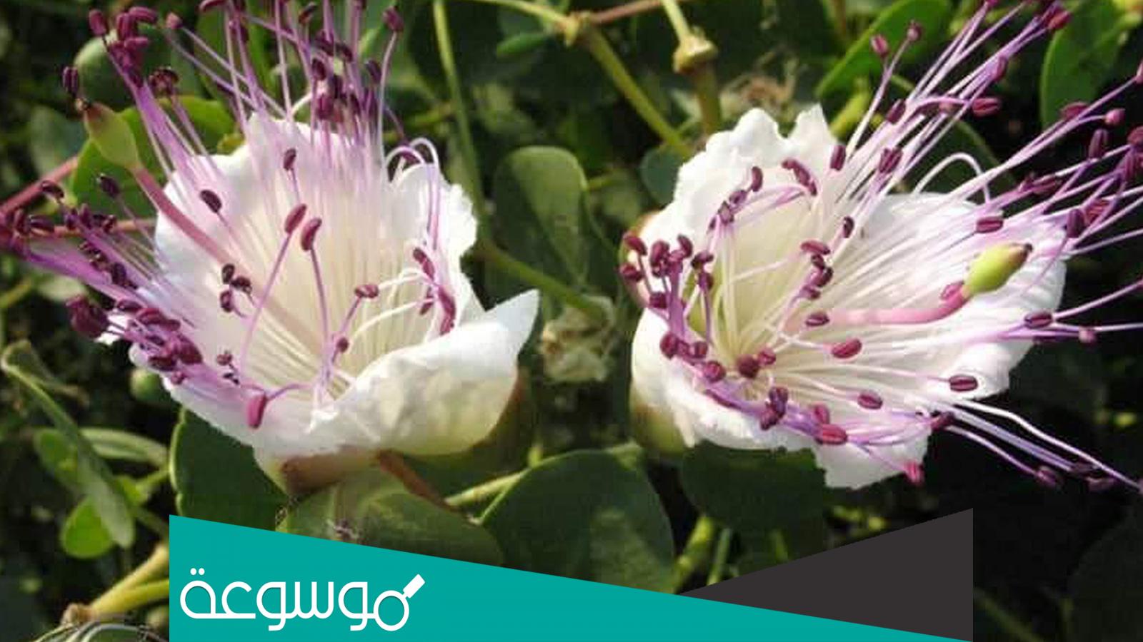 طريقة زراعة نبات القبار و فوائده