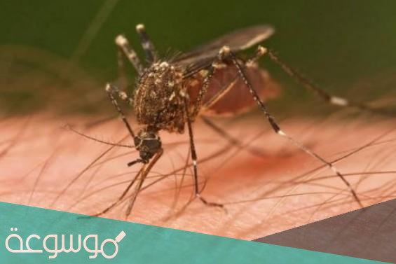 طريقة صنع طارد البعوض بمكونات طبيعية