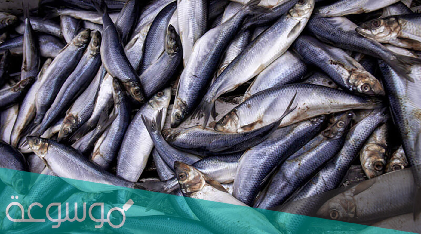 علامات فساد السمك المجمد .. ومدة صلاحيتة في الفريزر