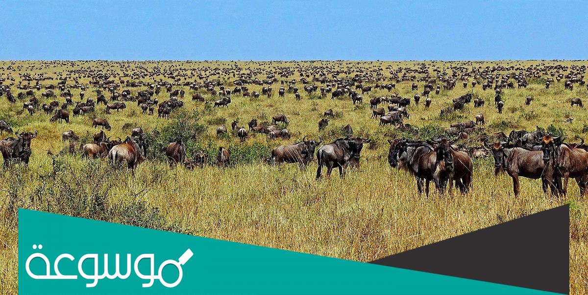 على ماذا يدل هروب الحيوانات عند الخوف