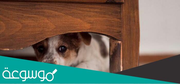 على ماذا يدل هروب الحيوانات عند الخوف